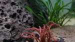 Aquarien mit Cryptocoryne spiralis