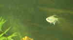 Aquarien mit Moenkhausia pittieri (Brillantsalmler)