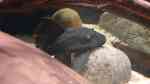 Panaque cochliodon im Aquarium halten (Einrichtungsbeispiele für Blauaugen-Harnischwels)