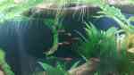 Moskitobärbling im Aquarium halten (Einrichtungsbeispiele für Boraras brigittae)