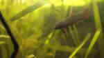 Betta rutilans im Aquarium halten (Einrichtungsbeispiele für Roter Zwergkampffisch)