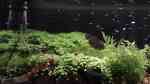 Brevibora dorsiocellata im Aquarium halten (Einrichtungsbeispiele für Augenfleckbärblinge)