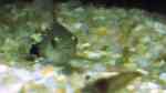 Aquarien für Corydoras hastatus (Sichelfleck-Zwergpanzerwels)