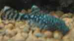 Aquarien mit Ancistrus dolichopterus (blauer Antennenwels)