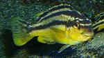 Einrichtungsbeispiele mit Melanochromis auratus (Türkisgold-Buntbarsch)