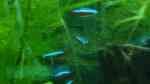 Neonsalmler im Aquarium halten (Einrichtungsbeispiele für Neonfische)