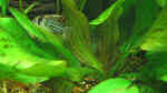 Echinodorus im Aquarium (Einrichtungsbeispiele mit Schwertpflanzen)