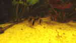 Aquarien für Corydoras duplicareus (Kupferfleck-Panzerwels)