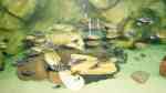 Tropheus moorii "Golden Kazumba" im Aquarium (Einrichtungsbeispiele für Tropheus moorii "Golden Kazumba")