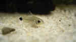 Aquarien für Corydoras hastatus (Sichelfleck-Zwergpanzerwels)