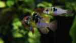 Mikrogeophagus ramirezi im Aquarium halten (Einrichtungsbeispiele für Südamerikanische Schmetterlingsbuntbarsche)