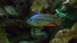 Einrichtungsbeispiele für die Haltung von Dimidiochromis strigatus im Aquarium