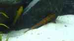 Einrichtungsbeispiele mit Hexenwelsen (Rineloricaria fallax)
