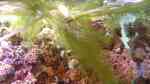 Eichhornia crassipes im Aquarium pflegen (Einrichtungsbeispiele für Dickstielige Wasserhyazinthe)