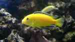 Labidochromis "Yellow" caeruleus im Aquarium halten (Einrichtungsbeispiele für Gelber Malawimaulbrüter)