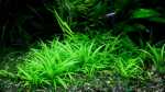 Aquarien mit Echinodorus angustifolius (Schmalblättrige Schwertpflanze)