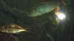 Einrichtungsbeispiele für die Haltung von Dimidiochromis compressiceps (Messerbuntbarsch) im Aquarium