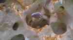 Einrichtungsbeispiele mit Cynotilapia pulpican (Pseudotropheus kingsizei, Metriaclima pulpican)