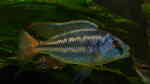 Aquarien mit Chilotilapia (Cheilochromis) euchilus