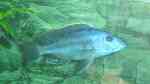 Einrichtungsbeispiele für die Haltung von Tyrannochromis macrostoma im Aquarium