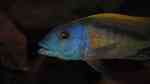 Einrichtungsbeispiele für die Haltung von Buccochromis rhoadesii im Aquarium
