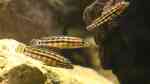 Aquarien mit Julidochromis marlieri (Schachbrett-Schlankcichlide)