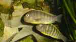 Einrichtungsbeispiele für die Haltung von Tropheus brichardi "Ujiji" im Aquarium