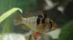 Mikrogeophagus ramirezi im Aquarium halten (Einrichtungsbeispiele für Südamerikanische Schmetterlingsbuntbarsche)