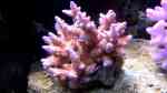Acropora macrostoma im Aquarium halten (Einrichtungsbeispiele für Kleinpolypige Steinkoralle)