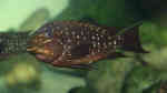 Petrochromis trewavasae im Aquarium (Einrichtungsbeispiele für Petrochromis trewavasae)
