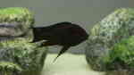 Petrochromis trewavasae im Aquarium (Einrichtungsbeispiele für Petrochromis trewavasae)