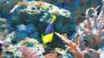 Aquarien mit Centropyge bicolor (Blaugelber Zwergkaiserfisch)