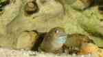 Spathodus erythrodon im Aquarium halten (Einrichtungsbeispiele für Blaupunkt-Grundelbuntbarsche)