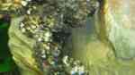 Aquarien mit Gnathonemus petersii (Elefantenrüsselfisch)