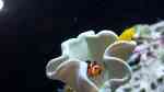 Gobiodon okinawae im Aquarium halten (Einrichtungsbeispiele für Gelbe Korallengrundel)