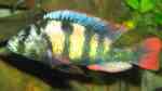Aquarien mit Haplochromis sp. thick skin (CH44)