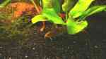 Corydoras sterbai im Aquarium (Einrichtungsbeispiele mit Sterbas Panzerwels)