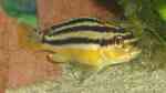 Einrichtungsbeispiele mit Melanochromis auratus (Türkisgold-Buntbarsch)
