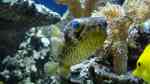 Diodon holocanthus im Aquarium halten (Einrichtungsbeispiele für Langstachel-Igelfisch)