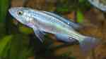 Lipochromis sp. "Matumbi hunter" im Aquarium (Einrichtungsbeispiele für Lipochromis sp. "Matumbi hunter")