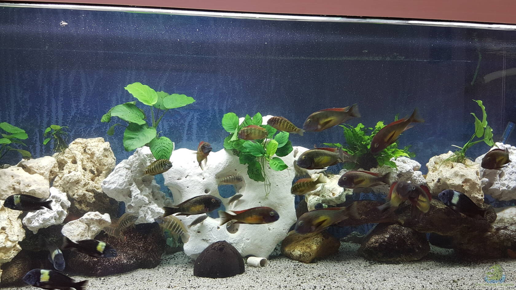 TropheusArten Alle wichtigen Infos