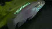 Ich suche "Pelvicachromis spec. Blue Fin"