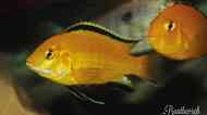 Labidochromis Caeruleus Yellow (Malawibuntbarsch) von Buntbarsch Paradies