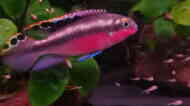 Purpurprachtbarsch - Pelvicachromis pulcher - 1 € bis 3 € von Wolfgang Granzin