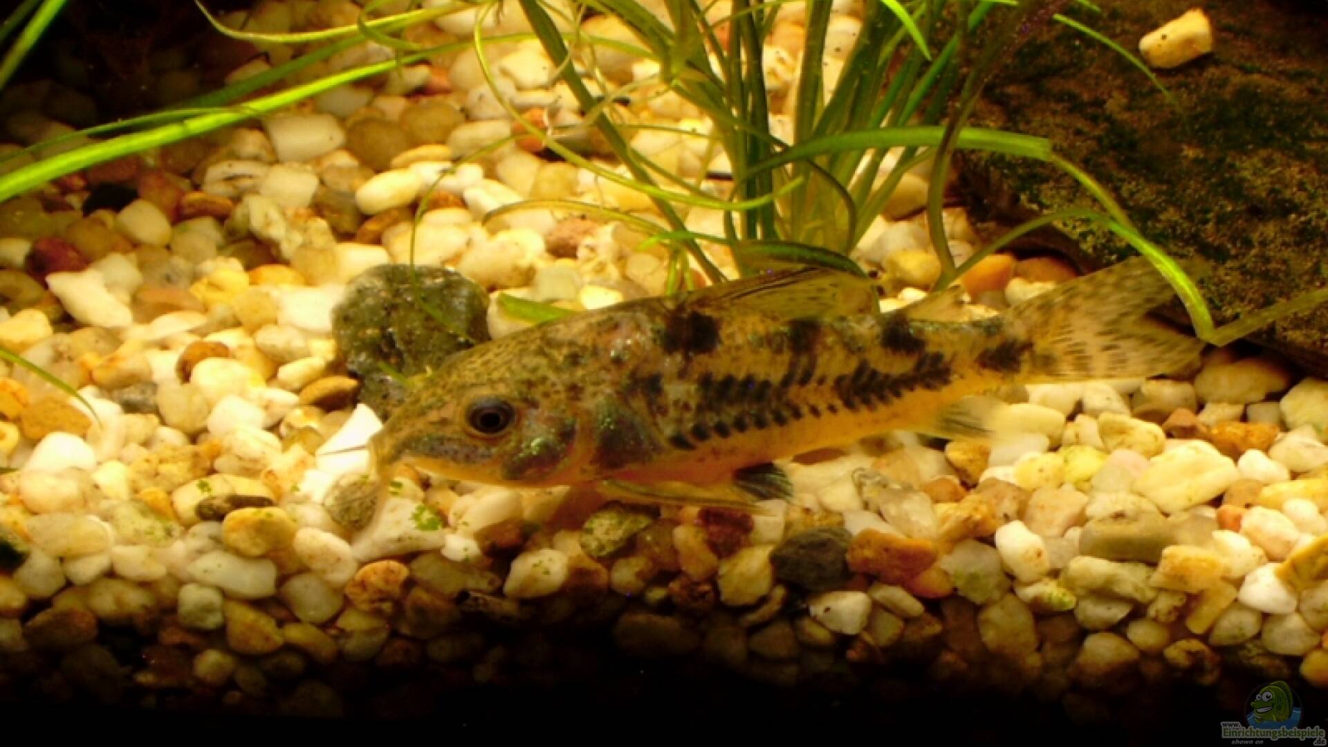 Welse Alle wichtigen Infos Einrichtungsbeispiele