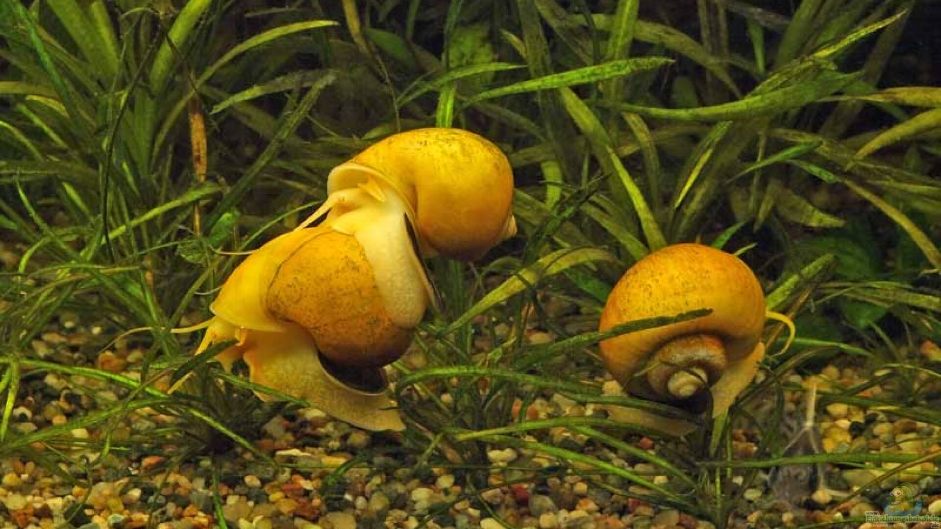 Ampullariidae Apfelschnecke Alle wichtigen Infos