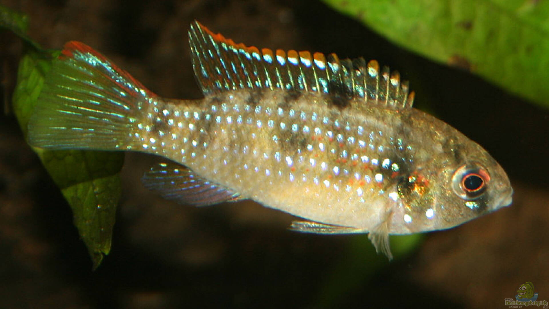 Anomalochromis thomasi Alle wichtigen Infos