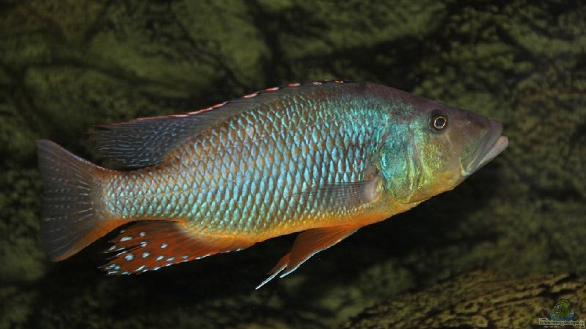 Tyrannochromis maculiceps Alle wichtigen Infos