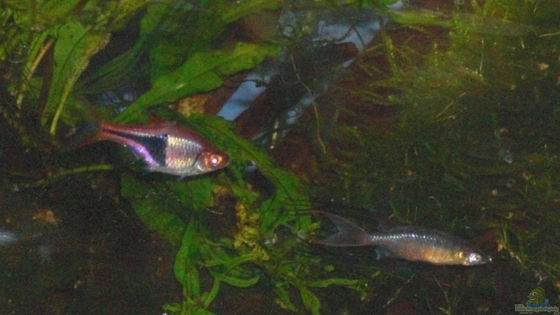 Bärbling Barbe Alle wichtigen Infos