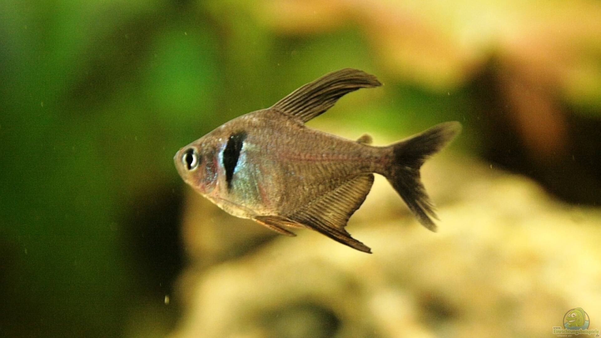 Hyphessobrycon megalopterus Schwarzer Phantomsalmler